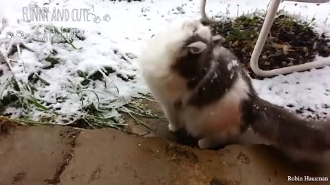 Cat vs Snow Fun and Cute moments Funny and Cute Cats Life