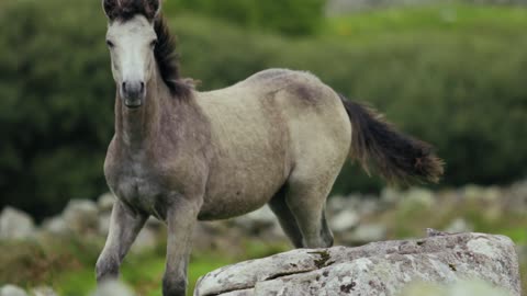 World amazing || Equus ferus 💥🔥🌟
