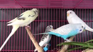 4 lovely budgies playing