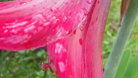 Trumpet flower in my yard