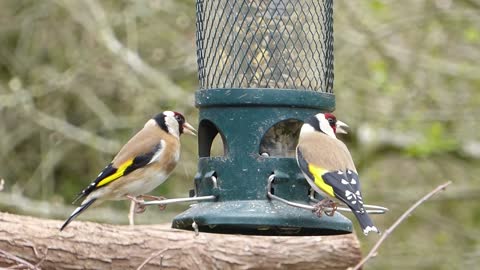 Goldfinch delicacy in a wonderful home made of iron