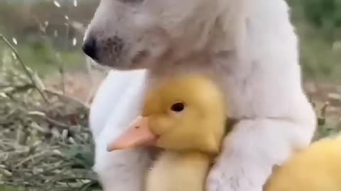 Duckling and puppy frendship 🤞🥰 #duckling #