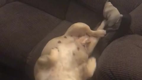Dog falls off couch
