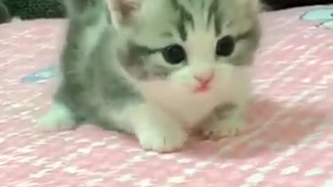 bayi kucing comel banget