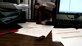 Rescued Kitten Turns Office Desk Into Playground