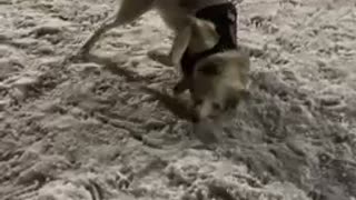 Super excited husky can't contain excitement for fresh snowfall