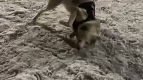 Super excited husky can't contain excitement for fresh snowfall