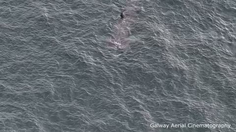 Drone View Basking Shark