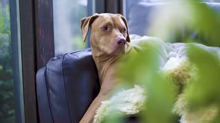 Pit Bull on Chair