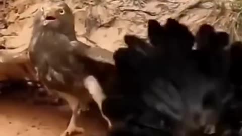 Hawk versus Chicken