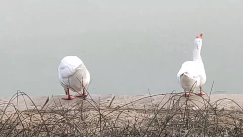 Two big geese have a water drinking contest