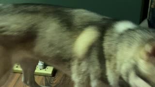 Siberian Husky Howls For A Snack