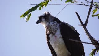 Magnificent Osprey