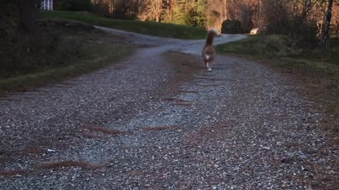 Adventurous Kitty Comes for Walks