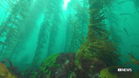 Researchers fight to save Tasmania's giant underwater kelp forests