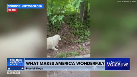 🐶WHAT MAKES AMERICA WONDERFUL😀