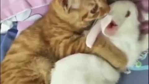 OMG Cat| Funny cats Meowt