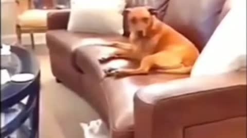 Cat | Funny Animals Videos2022 -Funniest Cats And Dogs Videos