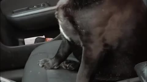 Dog Jumps Into Stranger’s Car And Refuses to get out from car