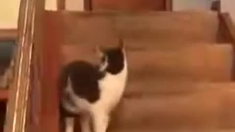 A dog goes crazy after being punched by a cat