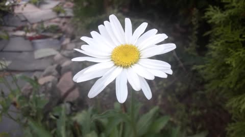 The largest daisy in the garden