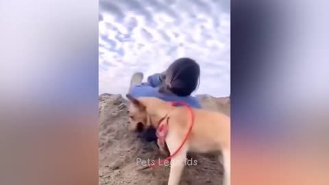 Funny Animal Videos