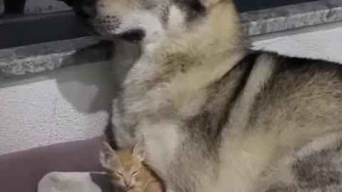 Dog with beautiful kitty