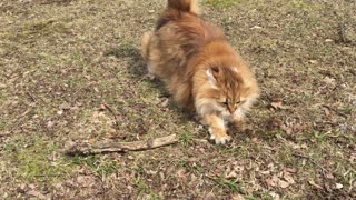 Siberian cat totally bugs out on camera