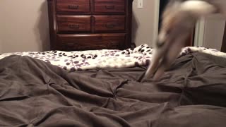 Cute Kitten Pounces on Feet in Bed