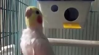 Happy Cockatiel singing