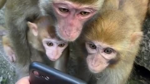 Monkey seeing the mobail phone