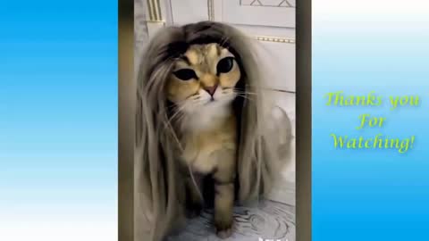 Cat with Long Hair