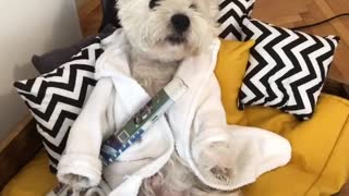 Construction workers ruin Westie's morning chill time