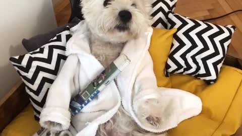 Construction workers ruin Westie's morning chill time