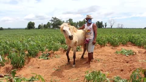 Pony rescued after getting stuck in field for three days