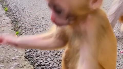 Baby monkey cute animals 30