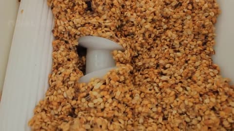 How Peanut Butter Is Made, Peanut Harvesting And Processing With Modern Technology