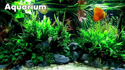 Aquarium (One Hour)