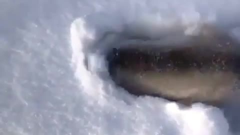 😆 Beautiful puppy surprises his owner by going out under the snow 😆