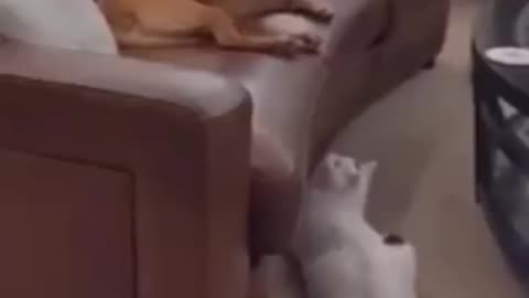 Animals fanny video. Cat funny video