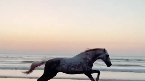 Running horse and the sea ,HOW BEAUTIFUL !