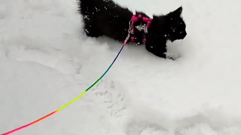 Black cat in snow hill ice black vute cat training shorts black most beautiful cat in the world