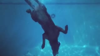 Diving Labrador Fetches Pool Toy From Deep End