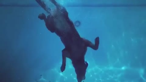 Diving Labrador Fetches Pool Toy From Deep End