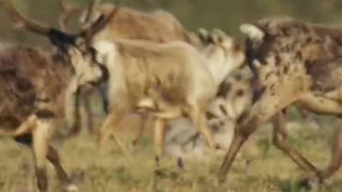 The caribou herd was confronted by a grizzly in the NATURE documentary.