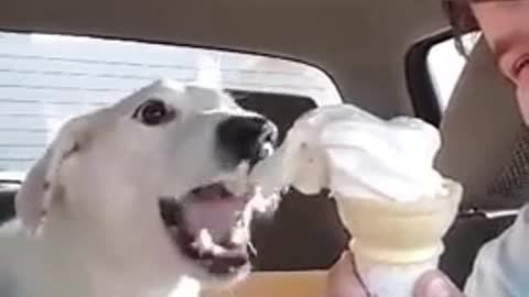 Cute Funny dog eats full ice cream!