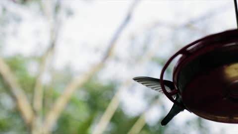 One of the most beautiful birds: Hummingbird
