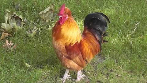 Rooster-Crowing