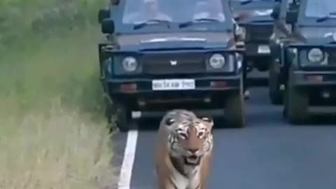 Tiger 🐅 walking on the Road Attitude next level 💯 🔥🔥🔥#shorts #tigerattitude
