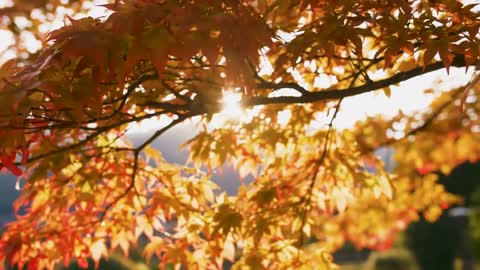 Enchanting Autumn Forests with Beautiful Piano Music